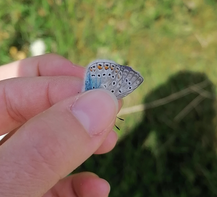 Polyommatus thersites - ibolyaszín boglárka