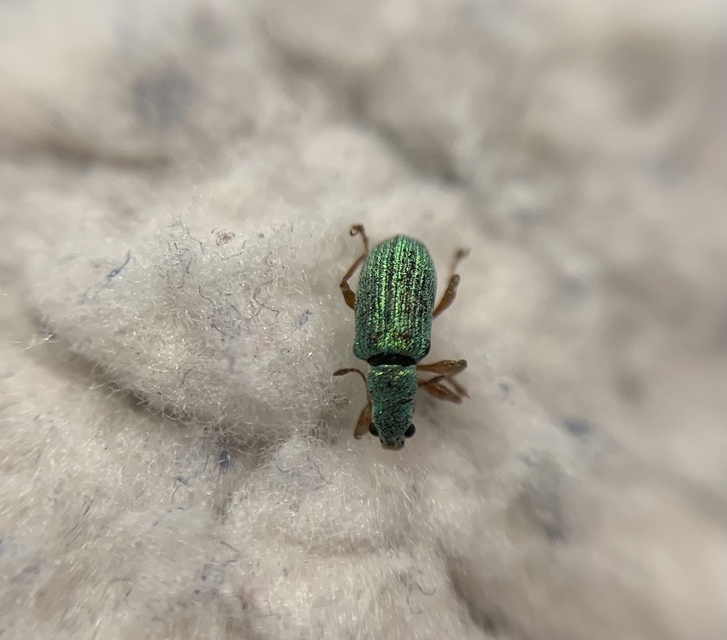 Polydrusus flavipes - feketeszőrű lombormányos