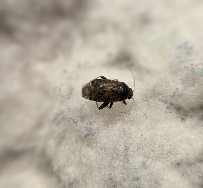 Psallus