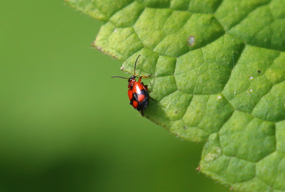 Lebia cruxminor - keresztes cserjefutó