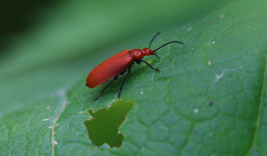 Pyrochroa serraticornis - közép-bíborbogár