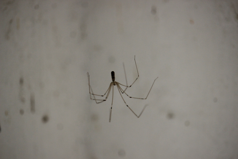 Pholcus phalangioides - nagy álkaszáspók Pholcus phalangioides - nagy álkaszáspók