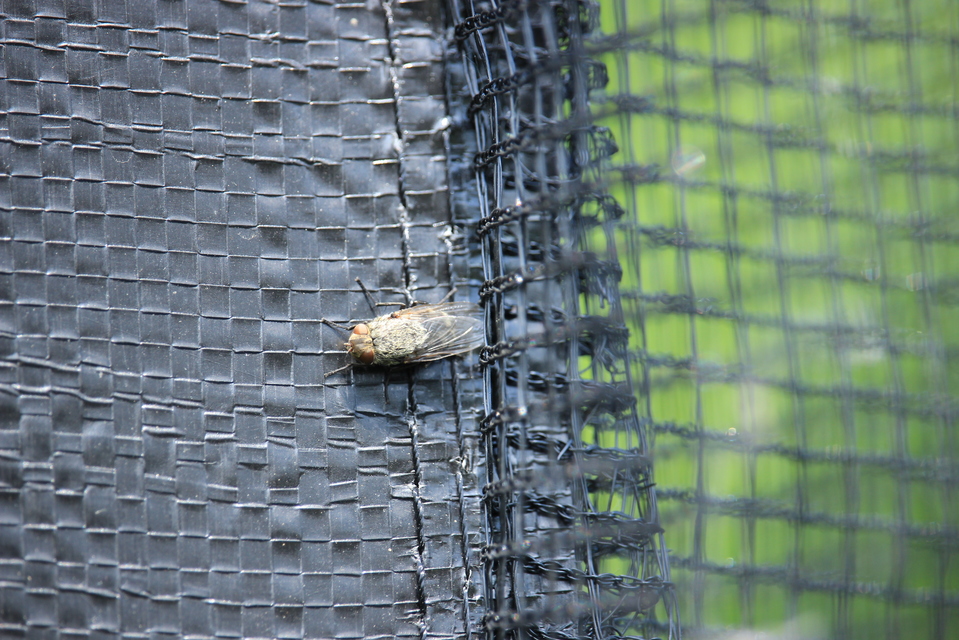 Pollenia