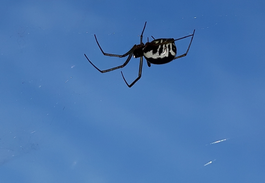 Frontinellina frutetorum - bokor vitorláspók