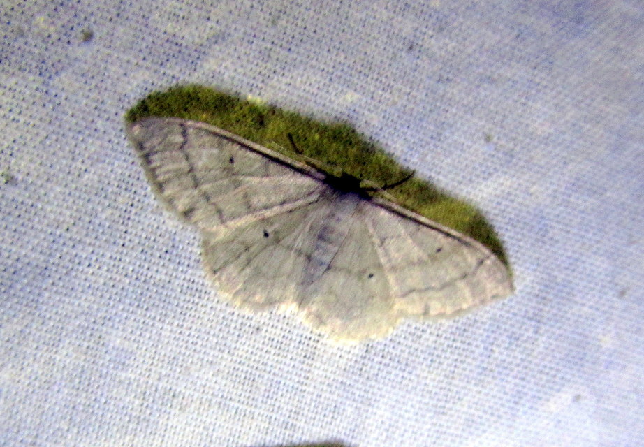 Idaea deversaria - egyszínű sávosaraszoló