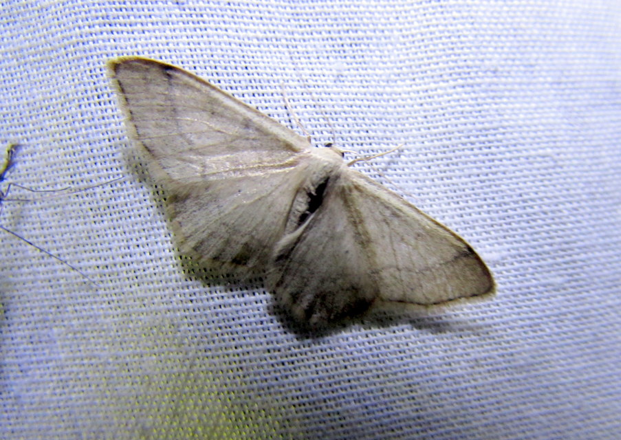 Idaea straminata - szalmasárga sávosaraszoló