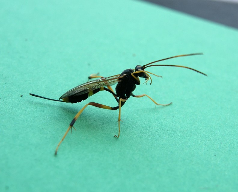 Hymenoptera - Hártyásszárnyúak