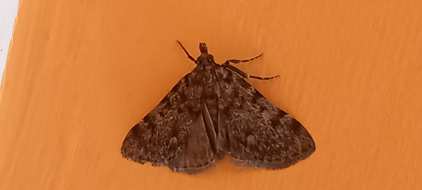 Aglossa pinguinalis - zsiradékmoly