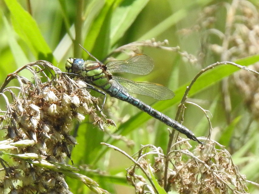 Brachytron pratense - szőrös karcsúacsa