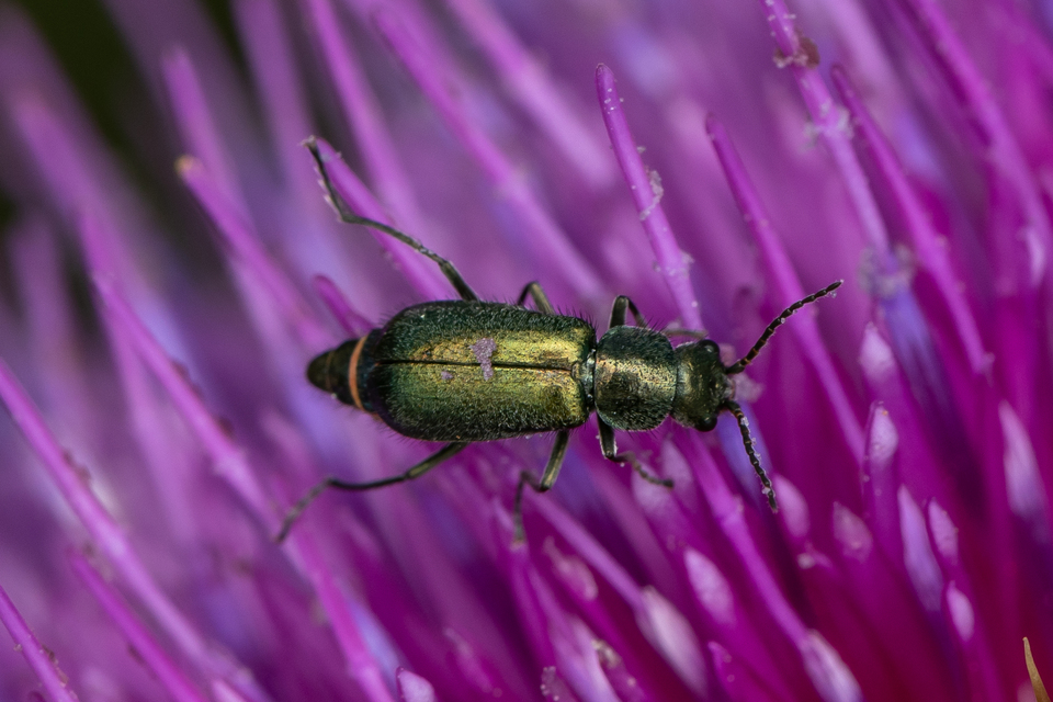 Cordylepherus viridis - zöld bibircsesbogár