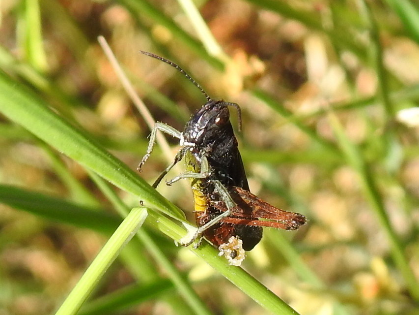 Omocestus rufipes - vöröshasú tarlósáska