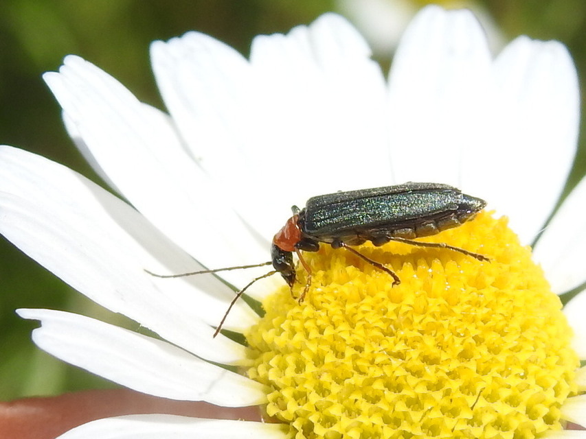 Oedemera croceicollis - pirostorú álcincér