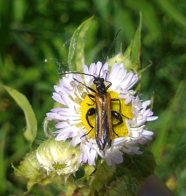 Oedemera femorata - sárgahátú álcincér