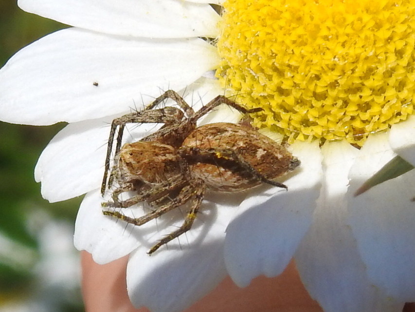 Oxyopes heterophthalmus - homoki hiúzpók