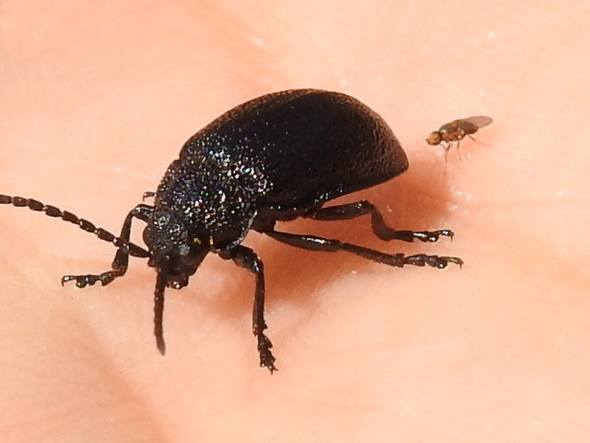 Chloropidae - gabonalegyek