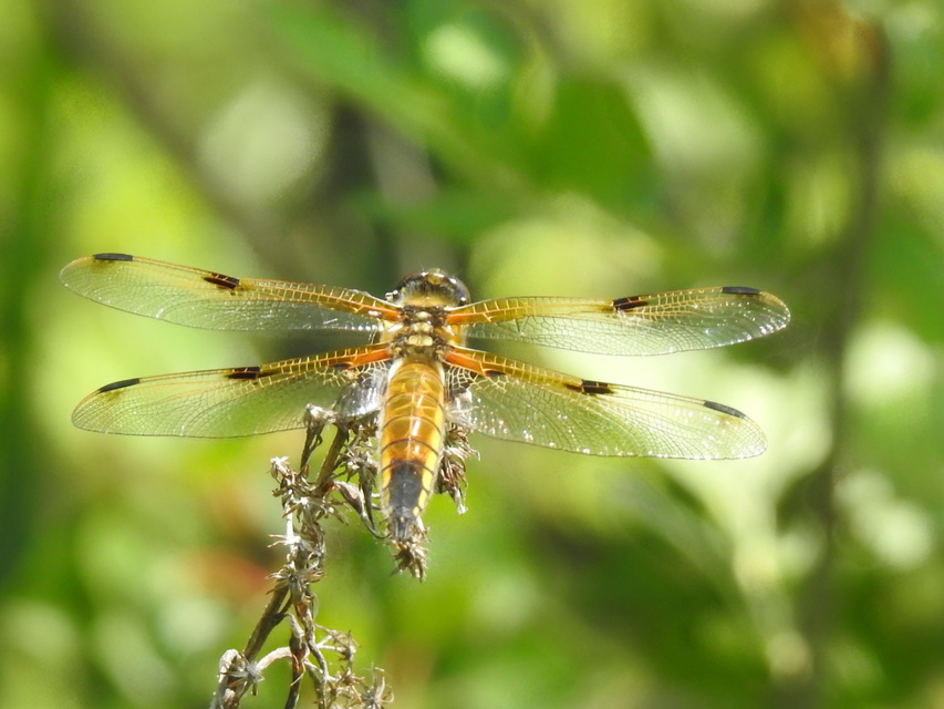 Libellula quadrimaculata - négyfoltos laposacsa