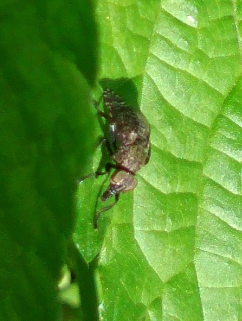 Platystoma seminationis