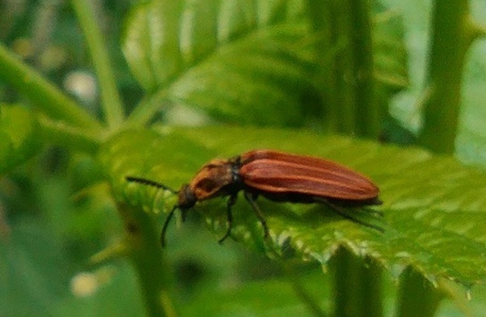 Anostirus