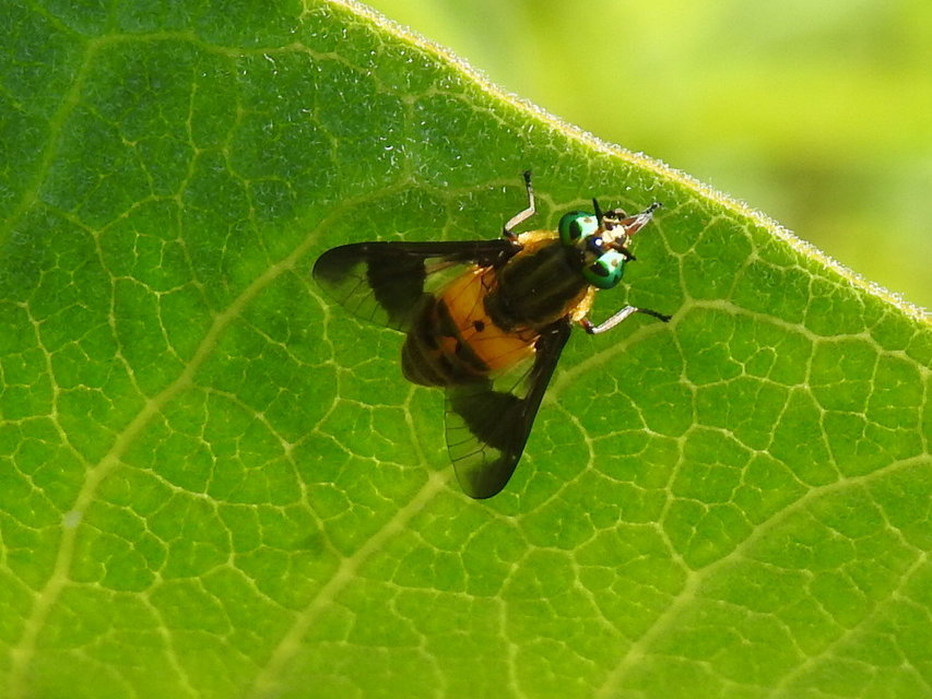 Chrysops viduatus - egyfoltos pőcsik