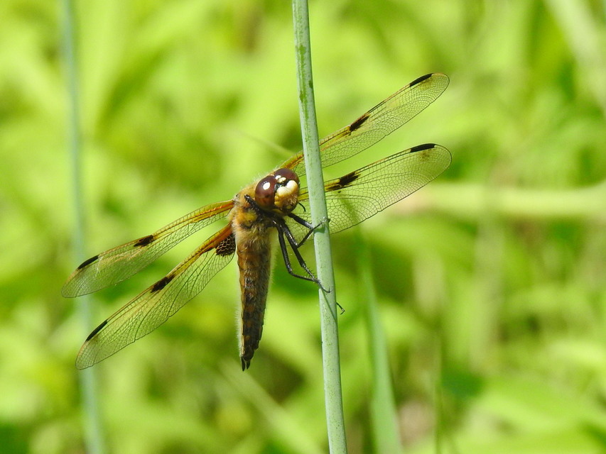 Libellula quadrimaculata - négyfoltos laposacsa