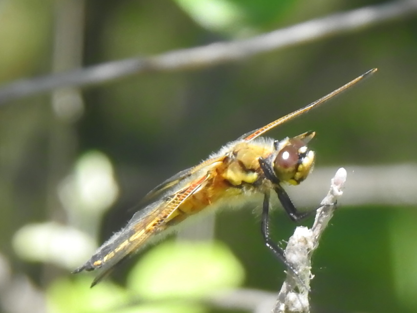 Libellula quadrimaculata - négyfoltos laposacsa