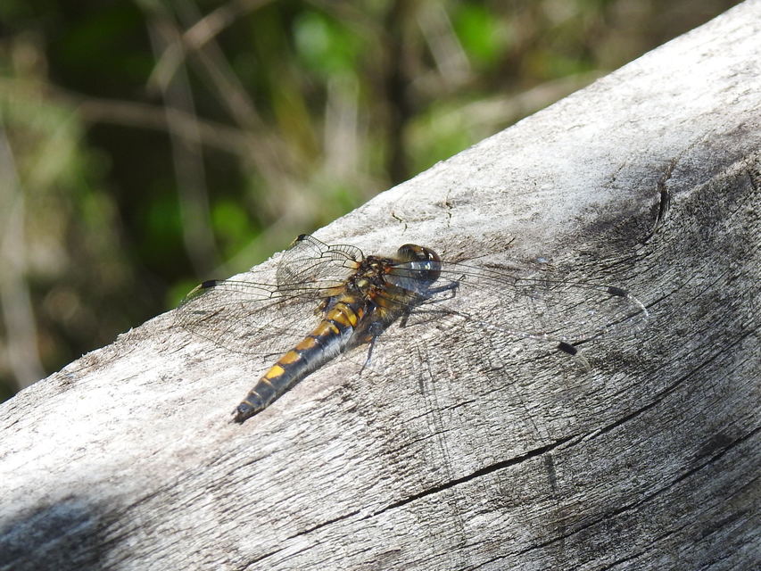 Leucorrhinia pectoralis - lápi álarcos-szitakötő