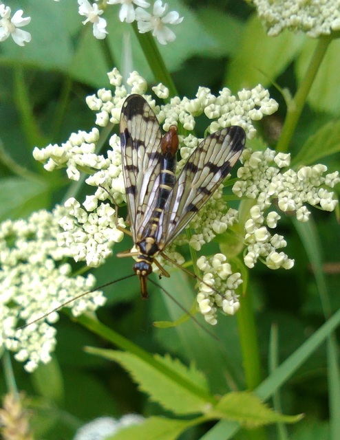 Panorpa communis/vulgaris