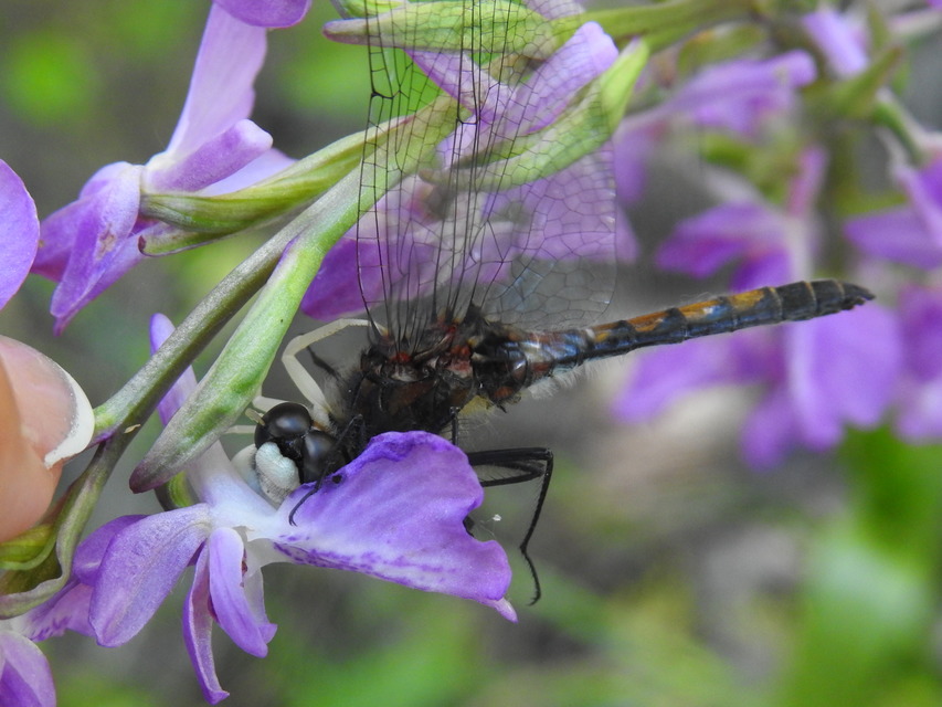 Leucorrhinia pectoralis - lápi álarcos-szitakötő
