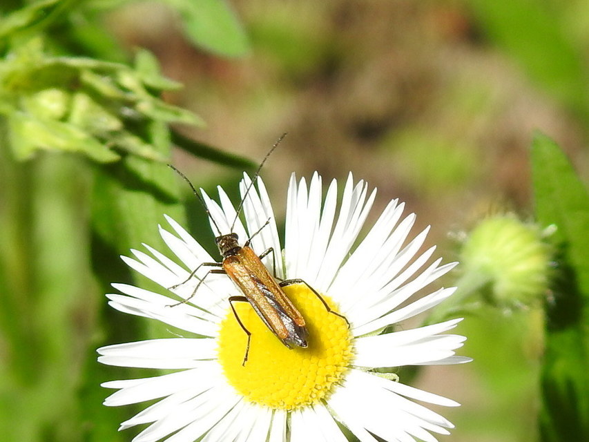 Oedemera femorata - sárgahátú álcincér