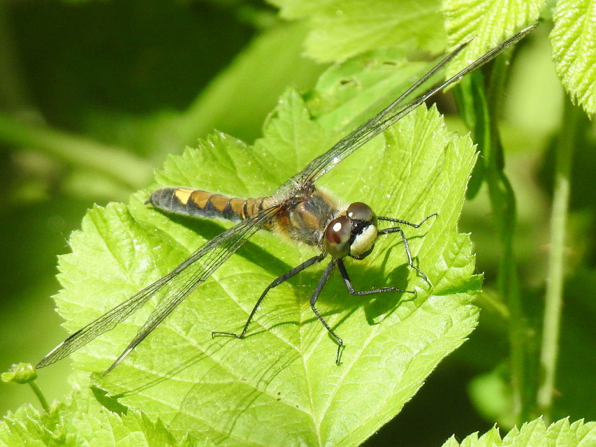 Leucorrhinia pectoralis - lápi álarcos-szitakötő