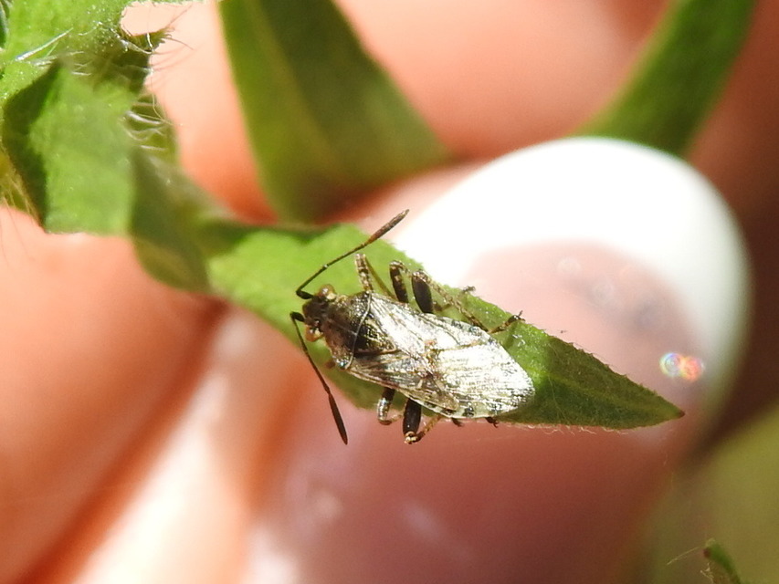 Stictopleurus punctatonervosus Stictopleurus punctatonervosus