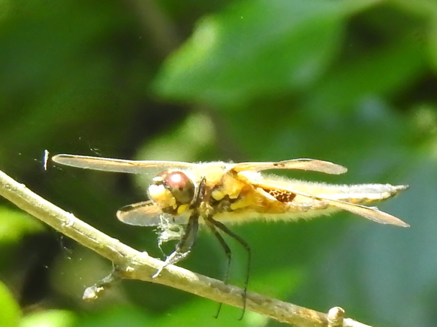 Libellula quadrimaculata - négyfoltos laposacsa