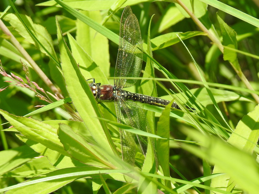 Brachytron pratense - szőrös karcsúacsa