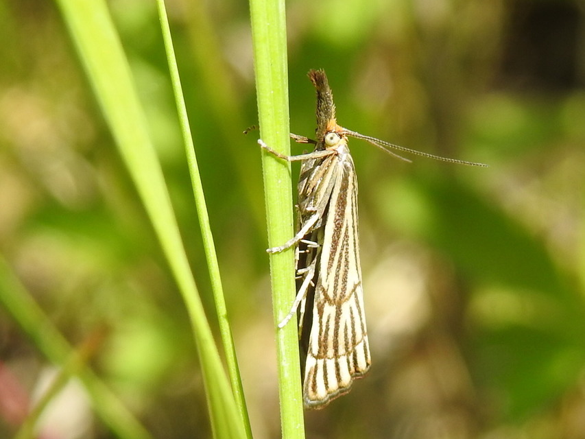 Chrysocramboides craterella - rácsos fűgyökérmoly