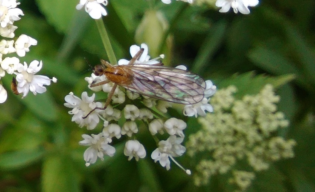 Empis