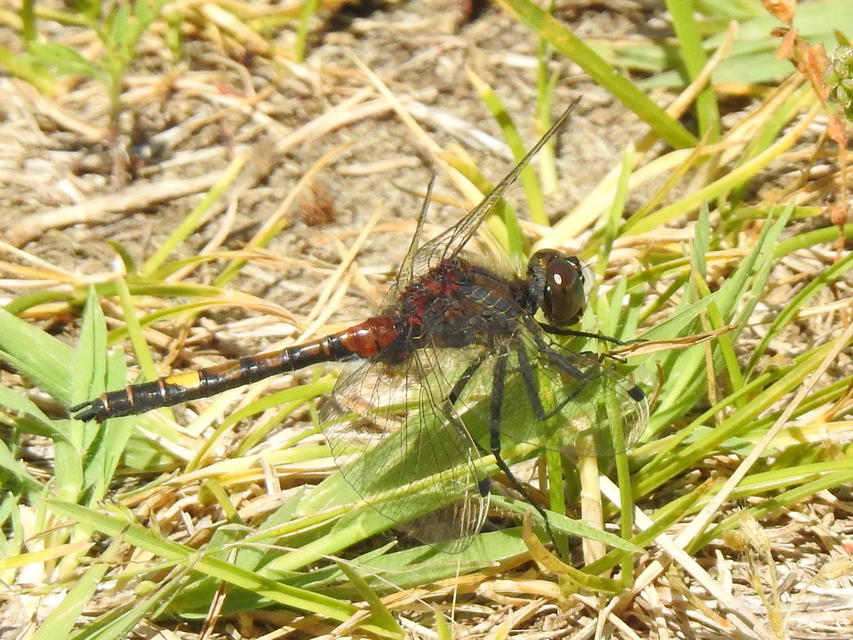 Leucorrhinia pectoralis - lápi álarcos-szitakötő