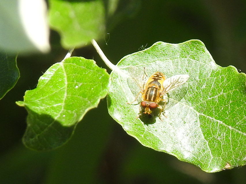 Parhelophilus