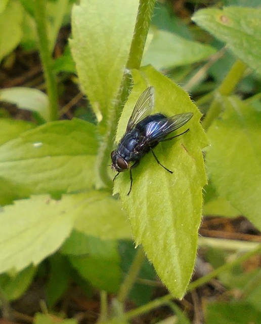 Calliphora