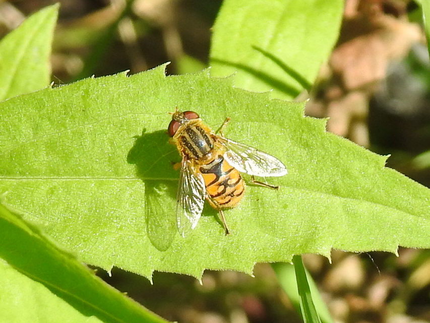 Parhelophilus