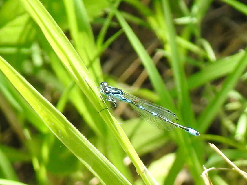 Coenagrion pulchellum - karcsú légivadász