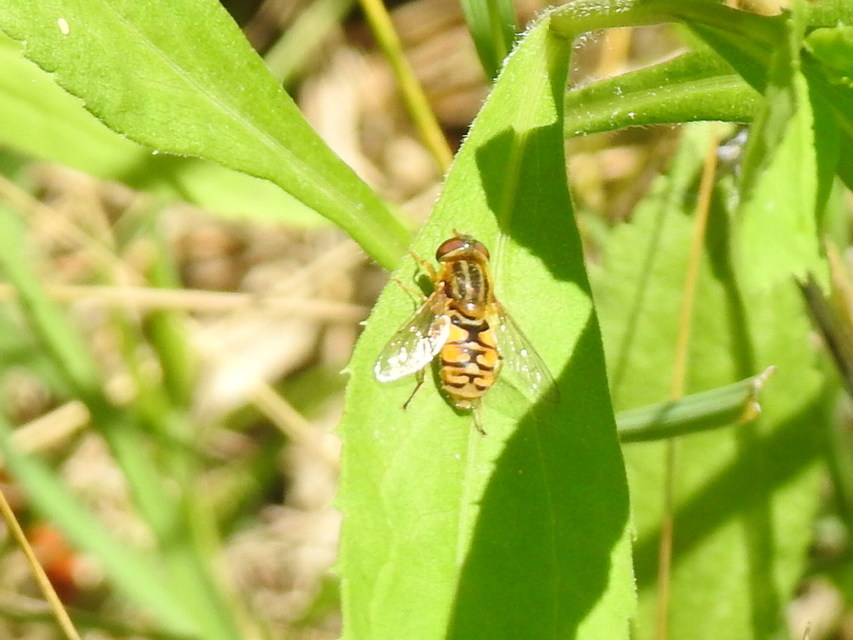 Parhelophilus
