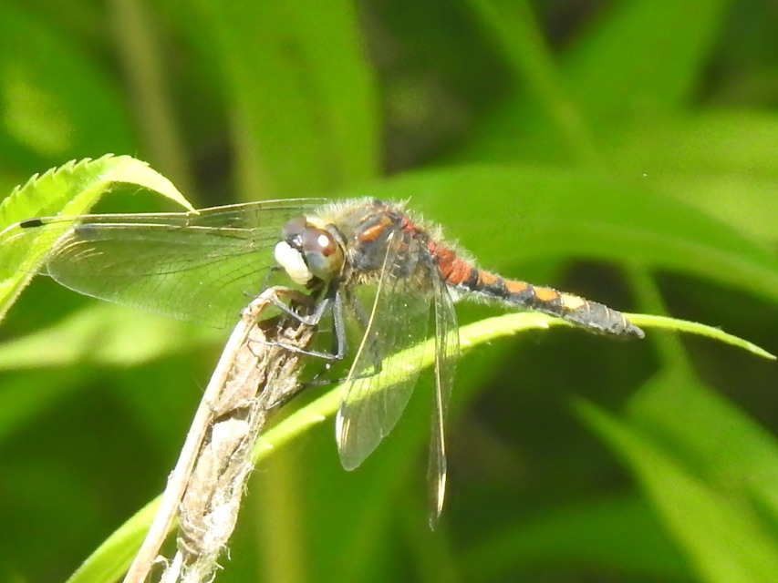 Leucorrhinia pectoralis - lápi álarcos-szitakötő