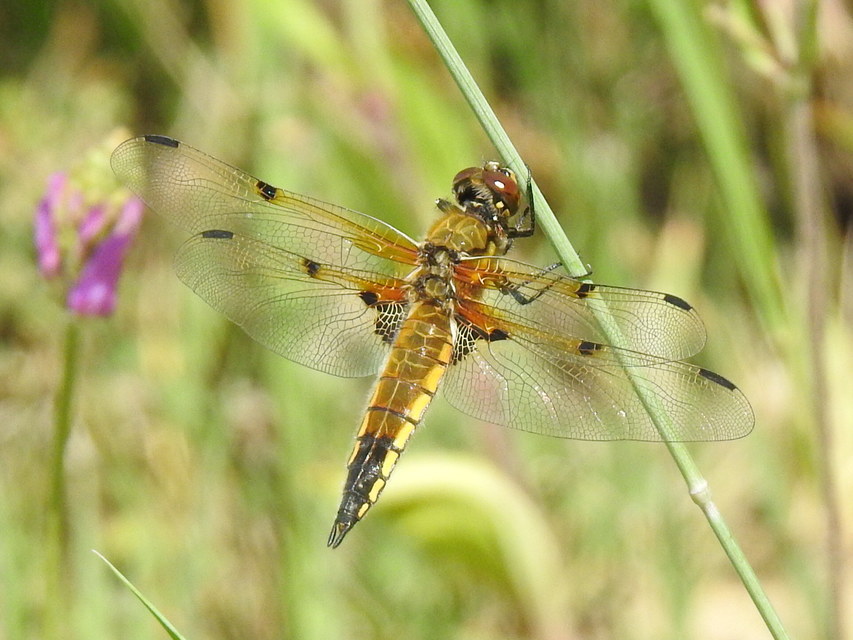 Libellula quadrimaculata - négyfoltos laposacsa