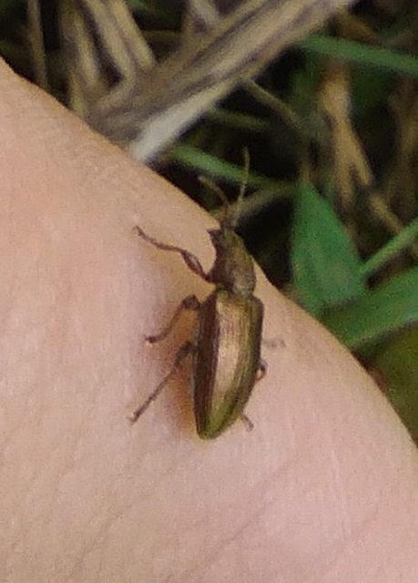 Plateumaris consimilis - rövidnyakú sásbogár