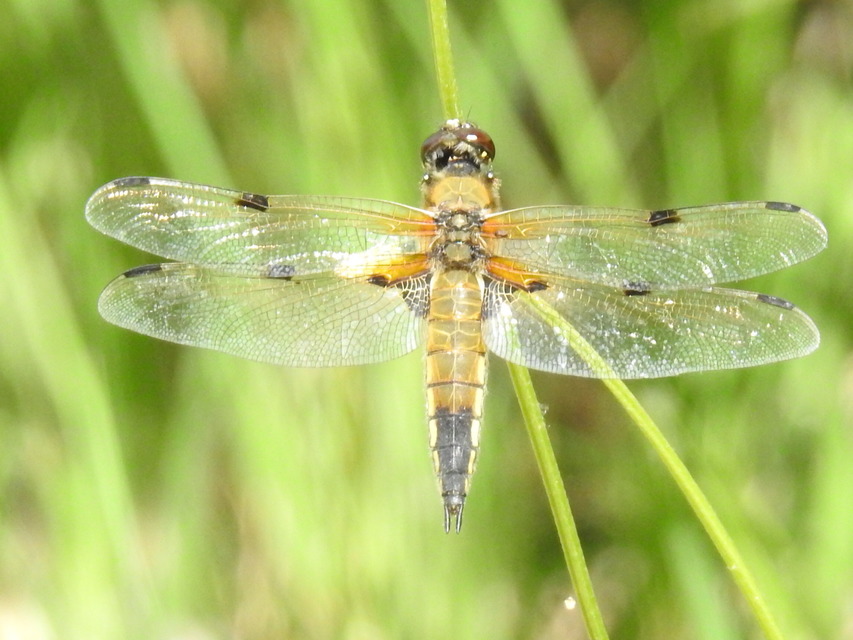 Libellula quadrimaculata - négyfoltos laposacsa
