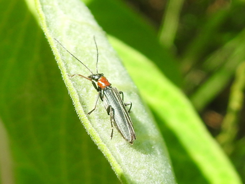 Oedemera croceicollis - pirostorú álcincér