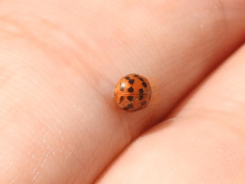 Subcoccinella vigintiquatuorpunctata - lucernaböde