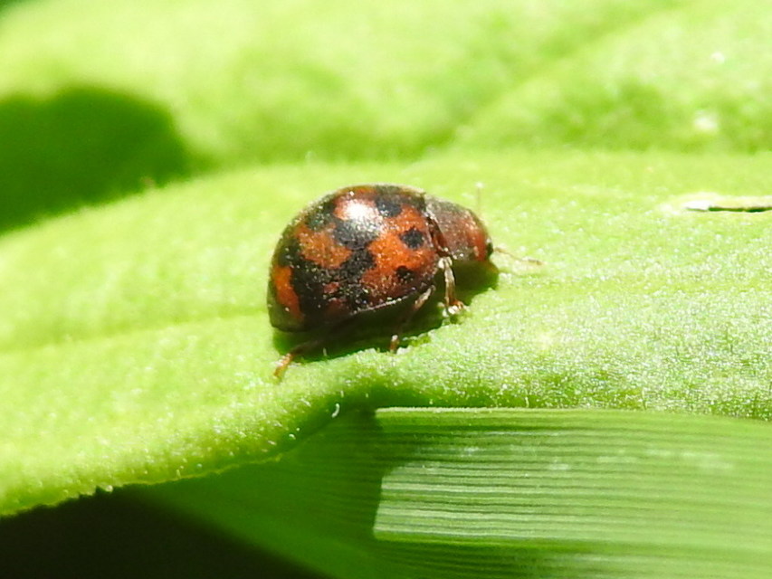 Subcoccinella vigintiquatuorpunctata - lucernaböde