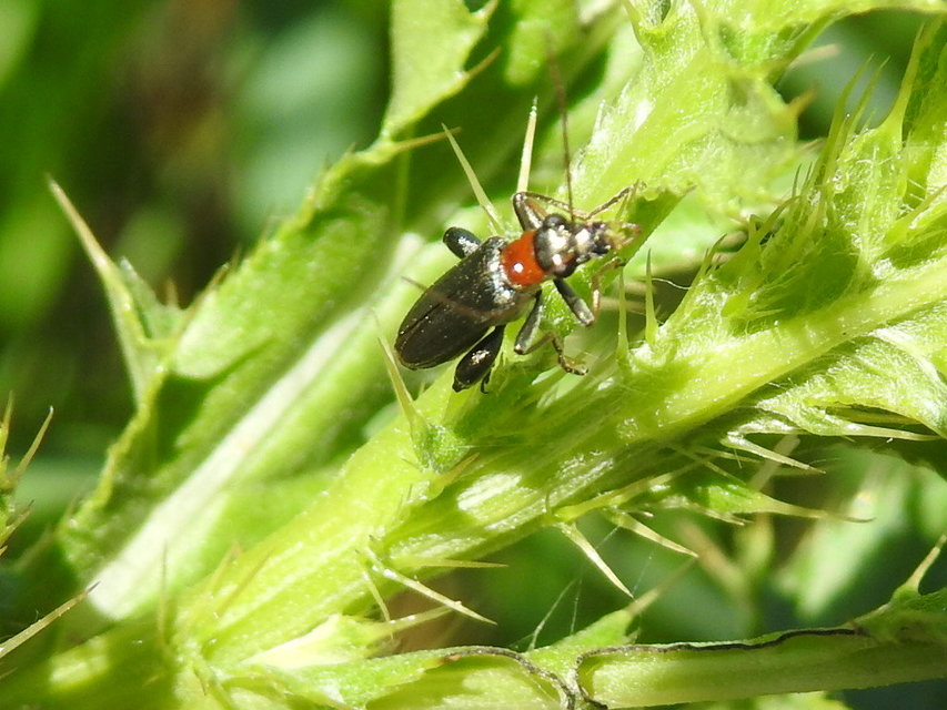 Oedemera croceicollis - pirostorú álcincér