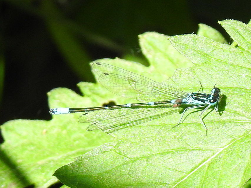 Coenagrion pulchellum - karcsú légivadász
